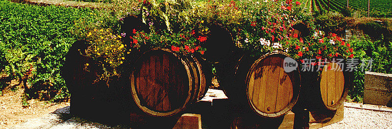 Generic wine vineyard葡萄农业葡萄田郁郁葱葱的年份